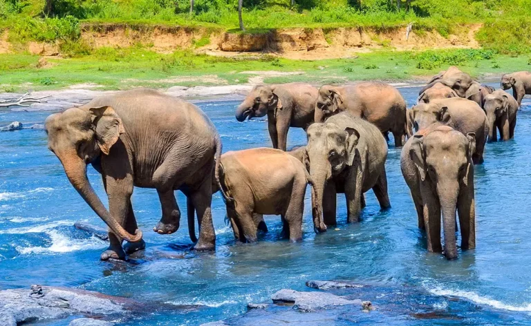 Pinnawala in Sri Lanka – Private Tour with GoCeylon Taxi, Your Trysted Sri Lanka Taxi Service