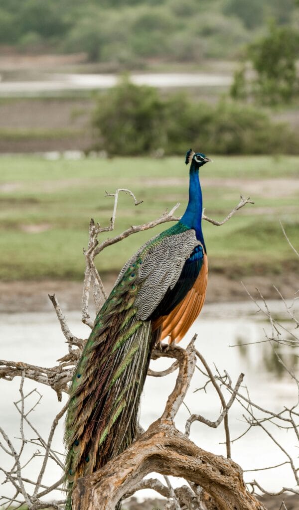 Yala National Park Safari Guide | Best Time, Travel and Tips 3 Safari-GoCeylonTaxi-Sri Lanka- Yala