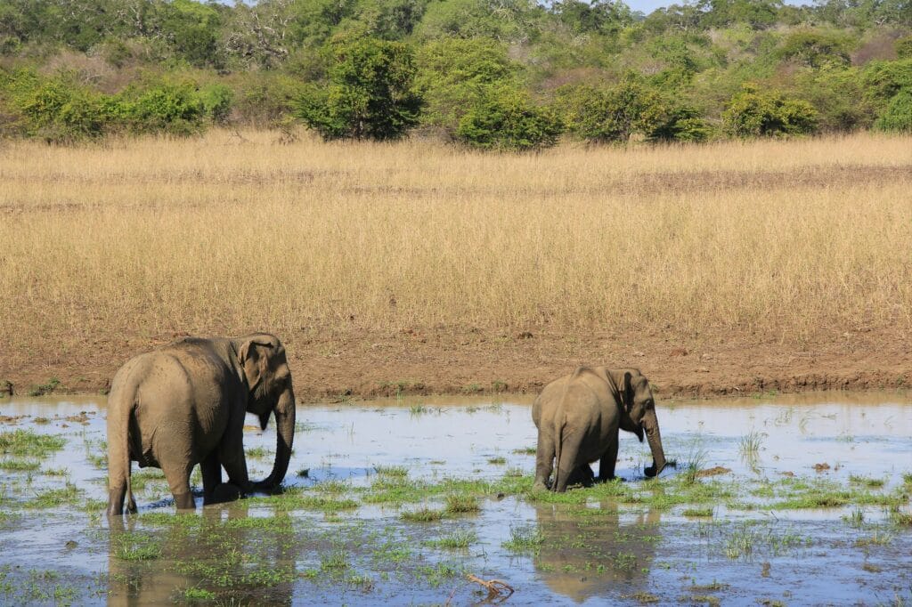 Yala National Park Safari Guide | Best Time, Travel and Tips 2 Yala National Park safari Elephants Sri Lankan GoCeylon taxi