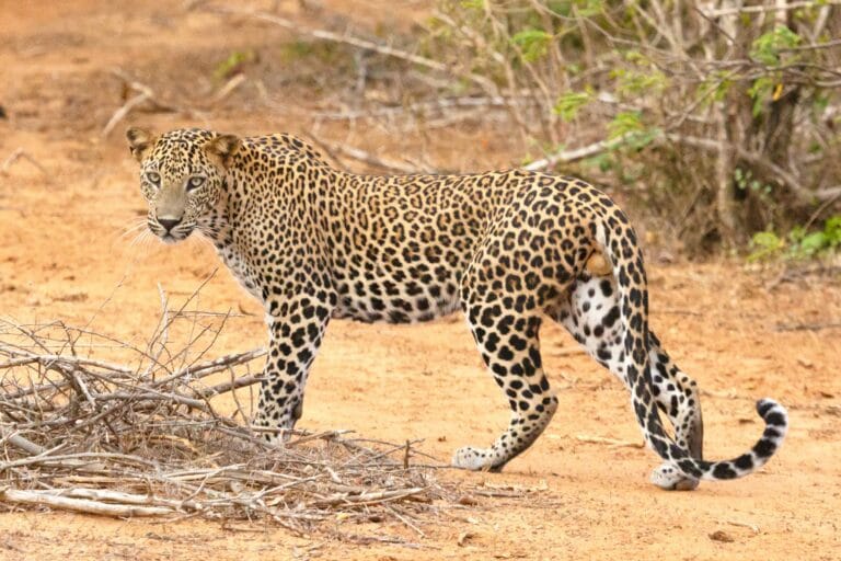 Yala National Park Safari Guide | Best Time, Travel and Tips 2 Sri Lankan leopard spotted during Yala safari
